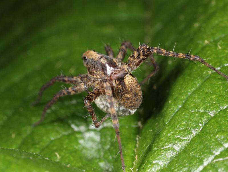 Pardosa_lugubris_D8201_Z_89_Bij afgraving_Nederland.jpg